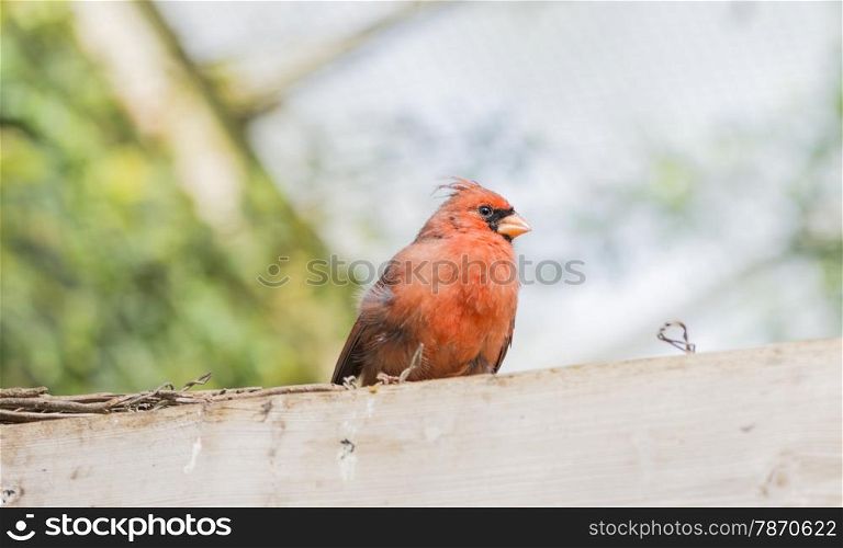 Northern Cardinal, Cardinalis cardinalis perched on a log