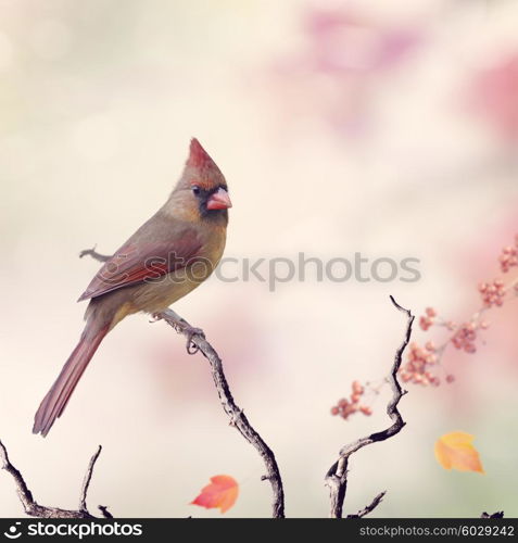 Northern Cardinal Female (Cardinalis cardinalis) Perching