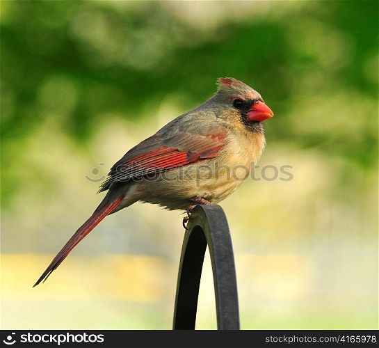 Northern Cardinal (female) , sitting on a stick