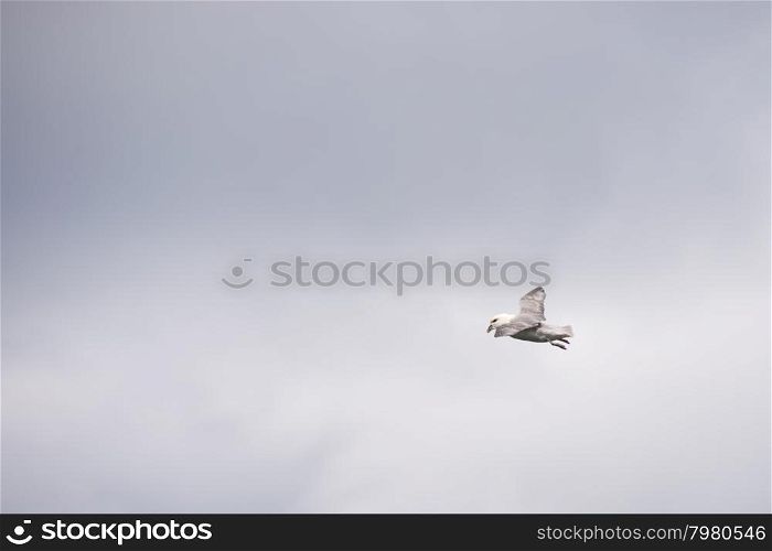 Northern fulmar, Fulmarus glacialis, flying and seen from below