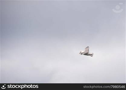 Northern fulmar, Fulmarus glacialis, flying and seen from below