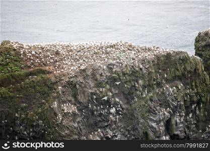 Northern gannet, Morus bassanus, colony on the Faroe Islands