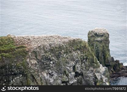 Northern gannet, Morus bassanus, colony on the Faroe Islands
