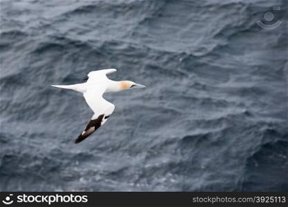 Northern gannet, Sula bassana, in flight seen from above with sea in the background