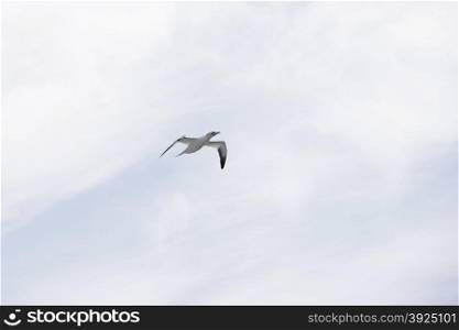Northern gannet, Sula bassana, in flight seen from below in front of a blue sky