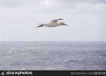 Northern gannet, Sula bassana, in flight seen from the side in front of a blue sky and sea