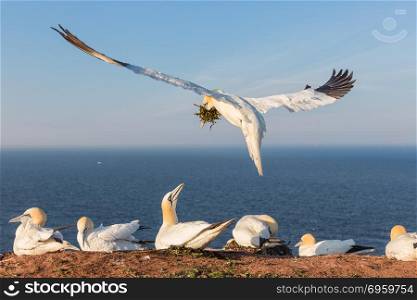 Northern gannets building a nest at German island Helgoland. Northern gannets building a nest with kelp at the cliffs of German island Helgoland in the Northsea