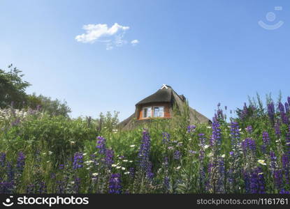 Northern german house with a reed roof surrounded by a garden with multicolored flowers, on a sunny day, on Sylt island, at North Sea, Germany.