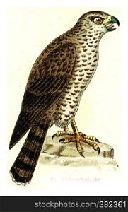Northern goshawk, vintage engraved illustration. From Deutch Birds of Europe Atlas.