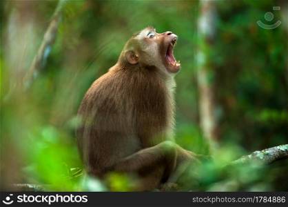Northern pig-tailed macaque yawning on the tree branches. Khaoyai National park, Thailand. Close-up.