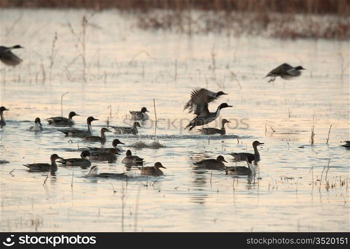 Northern Pintail Ducks