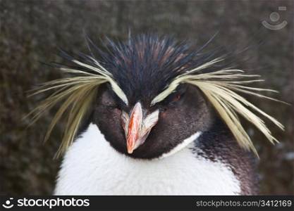 Northern Rockhopper Penguin, Eudyptes moseleyi, is a species of rockhopper penguin.