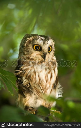 Northern Saw-Whet Owl