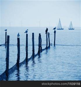 Northern Sea landscape: still water and birds on wooden posts. Color of the year 2020 classic blue toned