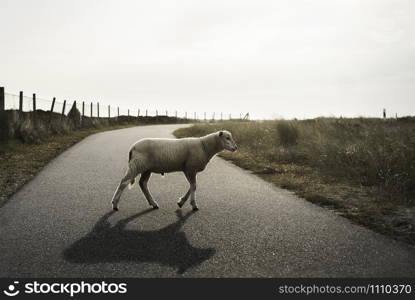 Northern sheep on a road. White lamb walking on a street. Baby sheep crossing an alley, on Sylt island, Germany, at North Sea. Frisian sheep farm.