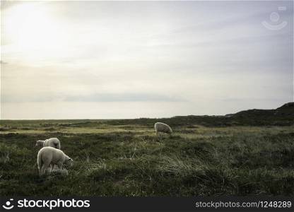 Northern sheep with lambs grazing on pasture with green moss, on Sylt island, at North Sea, Germany. Sheep wandering free on a nature reserve.