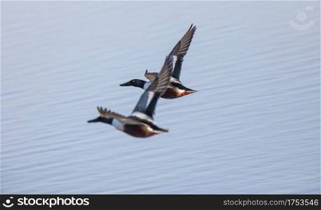 Northern Shoveler Duck in flight Saskatchewan Canada