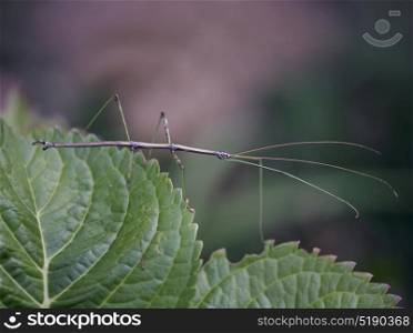 Northern Walking Stick (Diapheromera femorata) on leaves. Northern Walking Stick