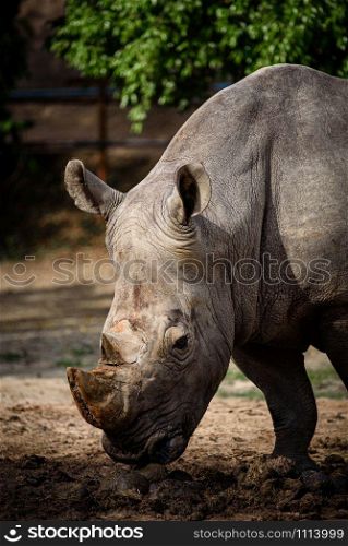 Northern White Rhino with Southern White Rhino, Kenya
