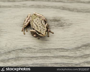 Northwest Tree Frog on old ash deck wood in background
