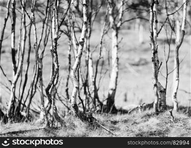 Norway birch forest bokeh background in black and white. Norway birch forest bokeh background in black and white hd