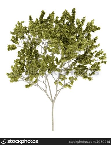 norway maple tree isolated on white background. 3d illustration