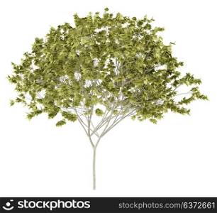 norway maple tree isolated on white background. 3d illustration