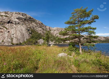 Norway, Scandinavia. Beautiful landscape tree on the lake shore middle of the stone mountains