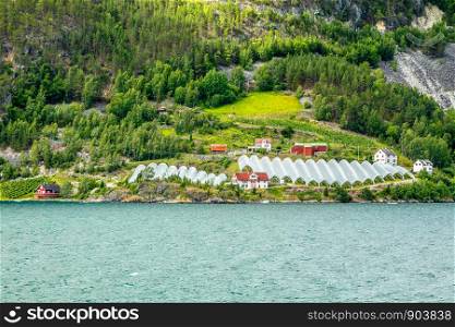 Norwegian agricultural farm with greenhouses on the hill at Naeroy fjord, Aurlan, Sogn og Fjordane county, Norway