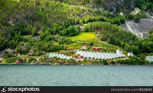 Norwegian agricultural farm with greenhouses on the hill at Naeroy fjord, Aurlan, Sogn og Fjordane county, Norway