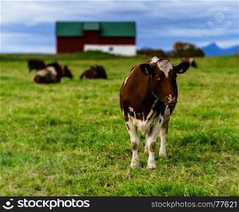 Norwegian cow on the field