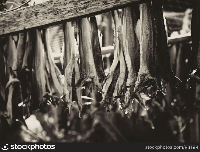 Norwegian dried fish on dryer sepia background hd. Norwegian dried fish on dryer sepia background