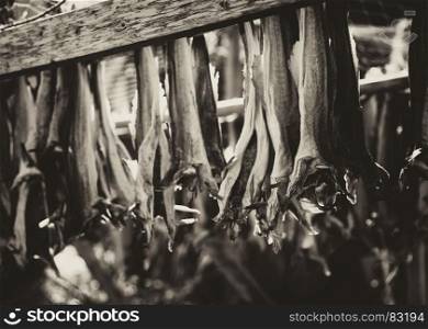 Norwegian dried fish on dryer sepia background hd. Norwegian dried fish on dryer sepia background