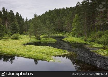 Norwegian forest clearing with still water Flatelandsfjorden