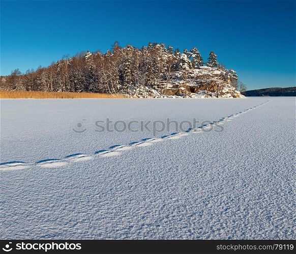 Norwegian landscape. White textured surface of snow with traces on it till distant rock and woods.