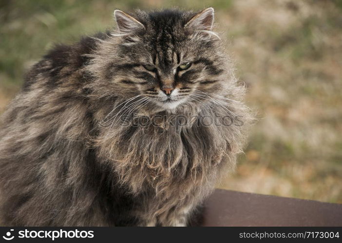 Norwegian purebred forest cat portrait head closeup