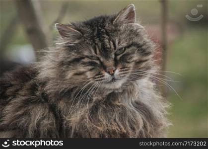 Norwegian purebred forest cat portrait head closeup