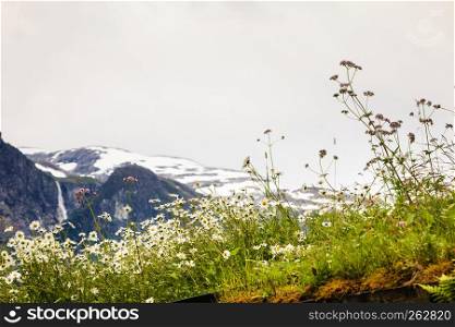 Norwegian scenic mountains landscape. Spring flowers in front and mountains hills with waterfall in the background. spring flowers in norwegian mountains