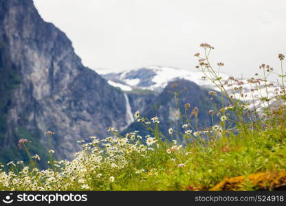 Norwegian scenic mountains landscape. Spring flowers in front and mountains hills with waterfall in the background. spring flowers in norwegian mountains