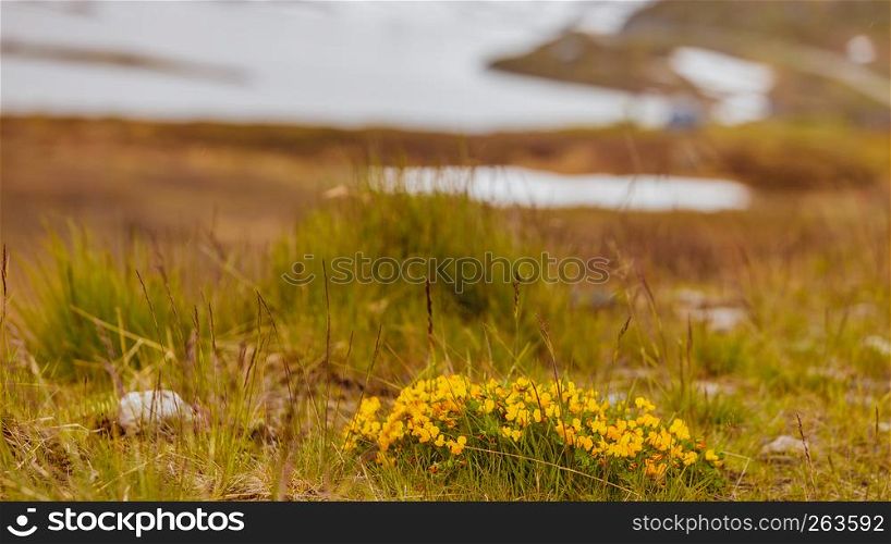 Norwegian scenic mountains landscape. Yellow spring flowers in front and hills covered with snow in the background. Yellow spring flowers in norwegian mountains