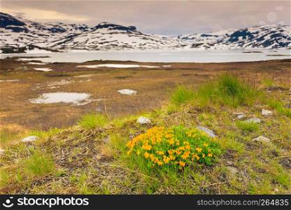 Norwegian scenic mountains landscape. Yellow spring flowers in front and hills covered with snow in the background. Yellow spring flowers in norwegian mountains