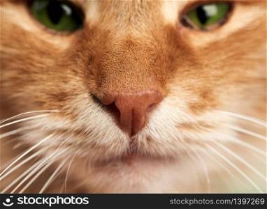 nose and mouth of an adult ginger cat with white mustache and green eyes, macro, full frame