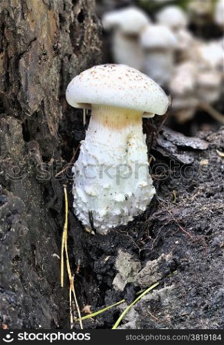 Not edible mushrooms, growing on pine roots