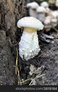 Not edible mushrooms, growing on pine roots