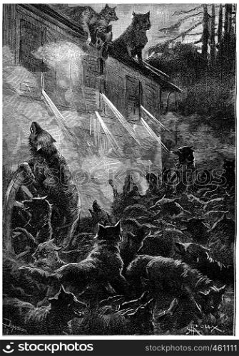 Nothing can stop the rage of the beasts, vintage engraved illustration. Jules Verne Cesar Cascabel, 1890.