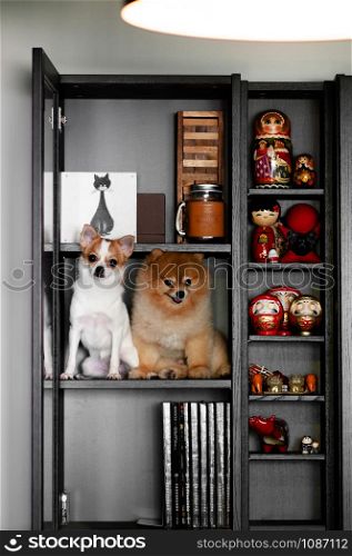 NOV 14, 2015 Bangkok, Thailand - Cute young puppie dogs sit on black bookshelf with books and Asian style home decoration dolls. Pet and interior concept
