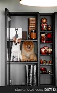 NOV 14, 2015 Bangkok, Thailand - Cute young puppie dogs sit on black bookshelf with books and Asian style home decoration dolls. Pet and interior concept