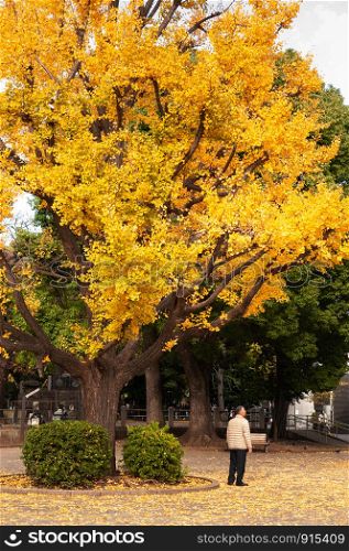 NOV 29, 2018 Tokyo, Japan - Asian Japanese old man stand under autumn yellow big gingo tree with fallen leaves on ground. Beautiful Ueno park in autumn