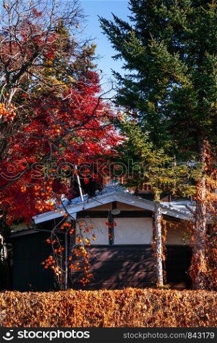 NOV 30, 2018 Shimoyoshida, Japan - Old classic Edo style local Japanese house among colourful autumn tree and persimmon tree with many fruits on branches