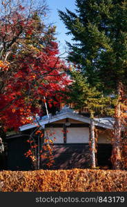 NOV 30, 2018 Shimoyoshida, Japan - Old classic Edo style local Japanese house among colourful autumn tree and persimmon tree with many fruits on branches